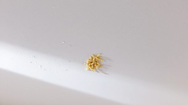 Comment éliminer les larves de mites au plafond efficacement